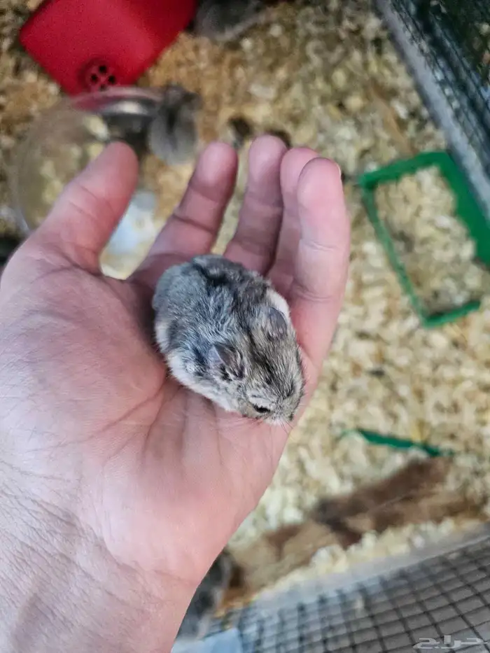 هامسترات روسي 0