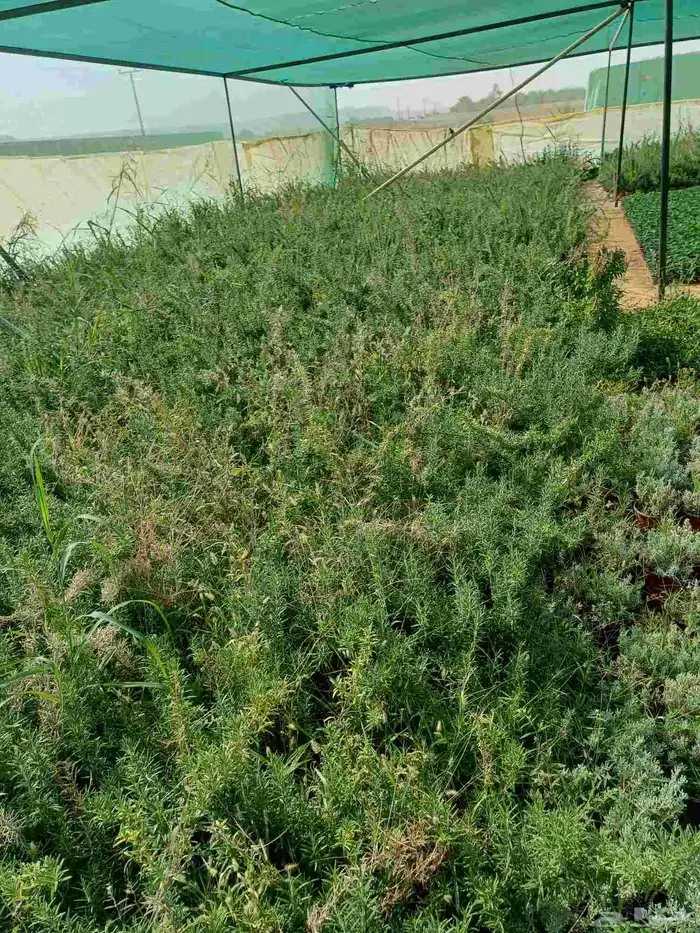 مشتل الرياض للزهور في الدرعيه 15