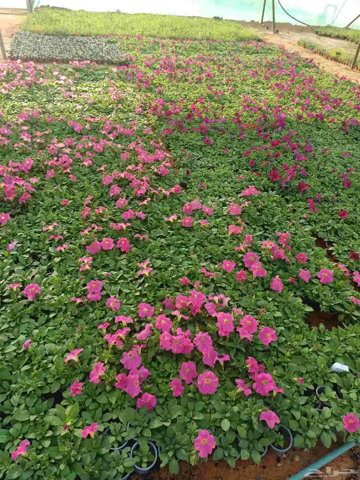 مزارع للحدائق الفلل والاستراحات في شمال الرياض 32
