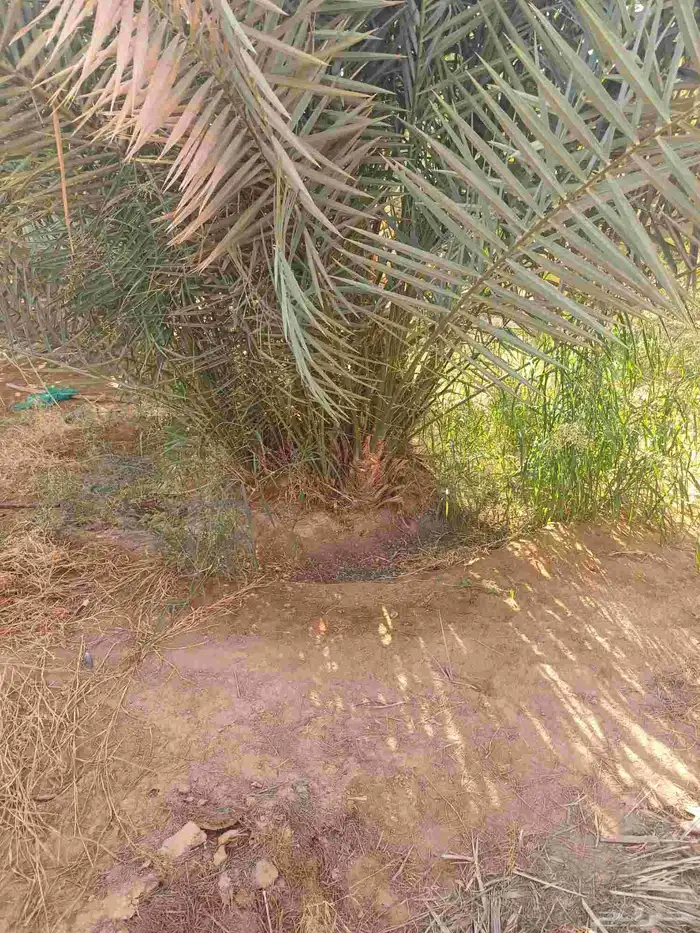 يوجد لدينا فسايل نخيل خلاص حساء 0