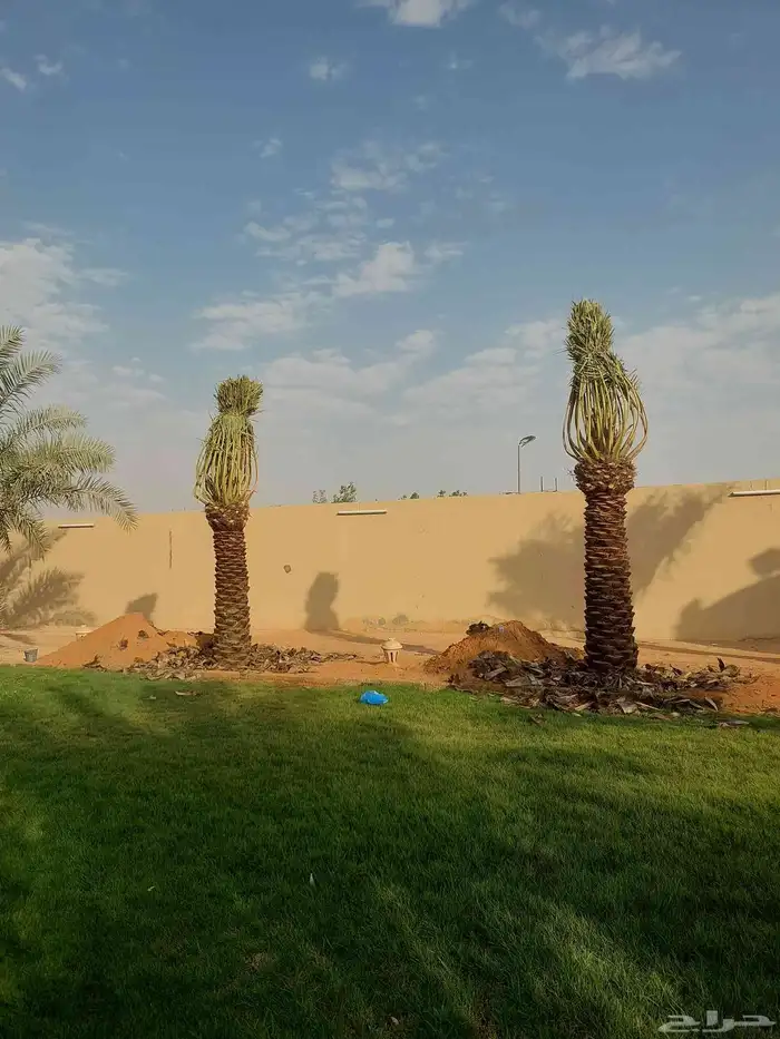 نخيل_مثمر_بجميع_انواعه_ومقاسته 4