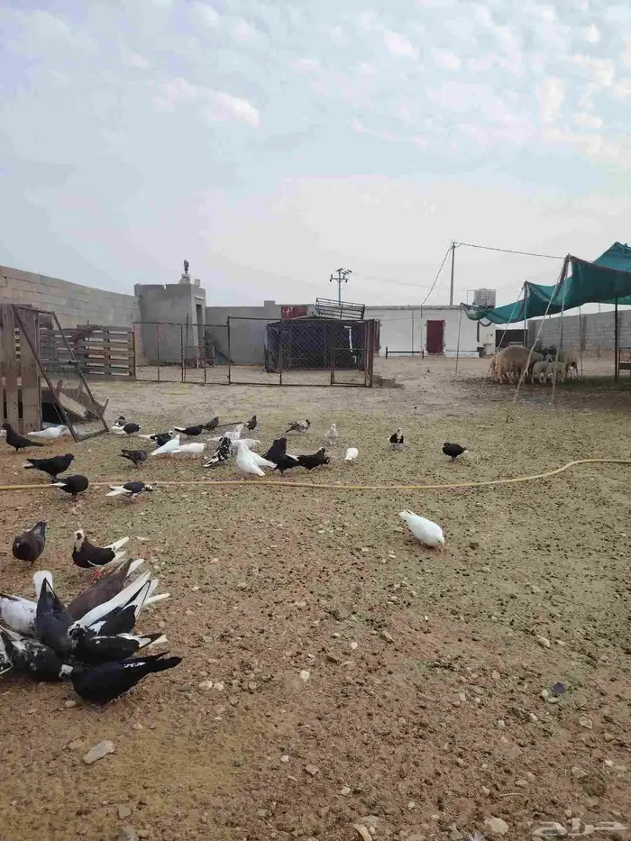 حمام قطايف قلاب بالمجاردة 3