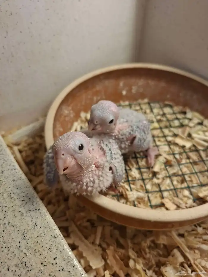 فروخ كنيور يلو سايد 1