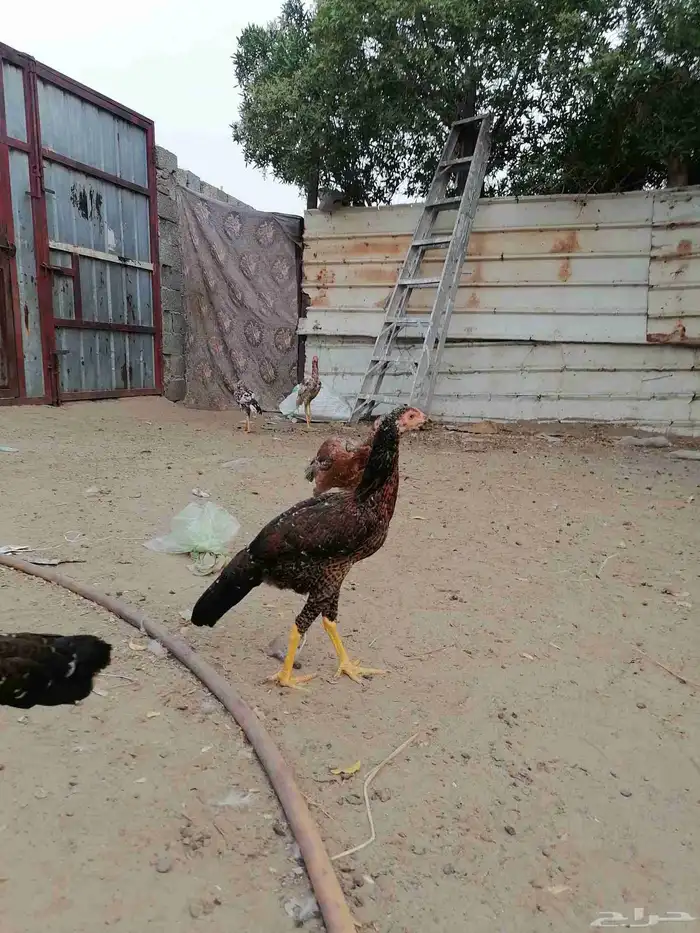دجاج باكستاني سندي اصيل الطقم ب 200 ريال 2