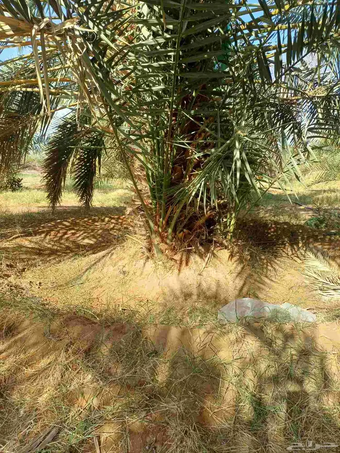 يوجد لدينا فسايل نخيل خلاص حساء 6