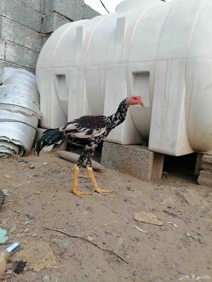 دجاج باكستاني سندي اصيل الطقم ب 200 ريال 0