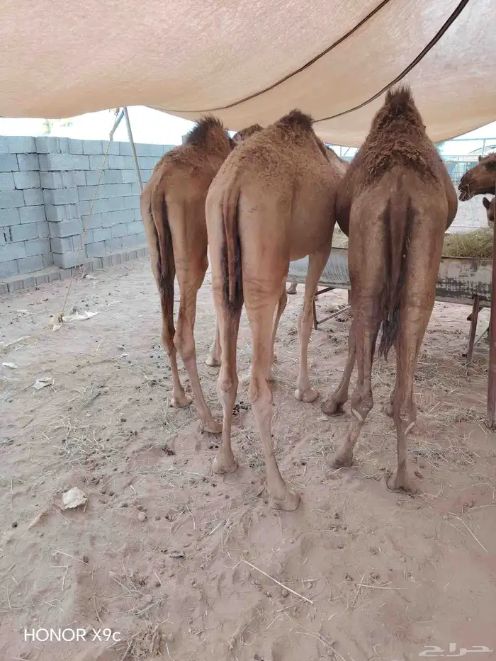 قعدان حاشي صومالي بمزرعه جده 2800 1