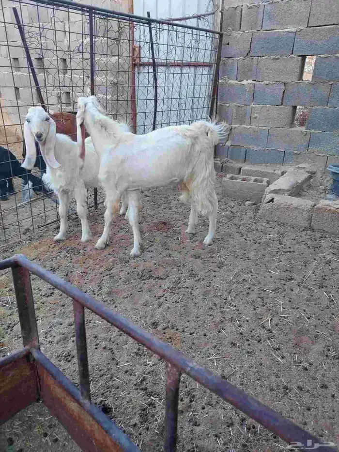 للبيع تيوس مشاريك 2