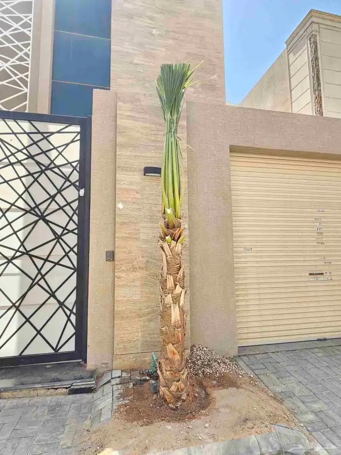 نخل واشنطني نخل واشنطن 2
