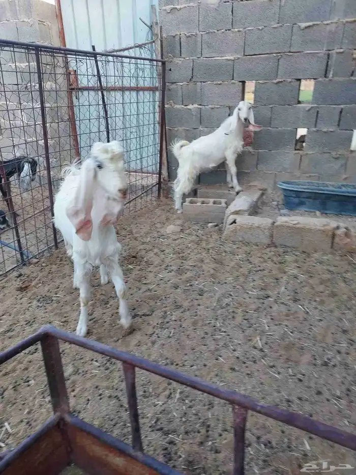 للبيع تيوس مشاريك 3