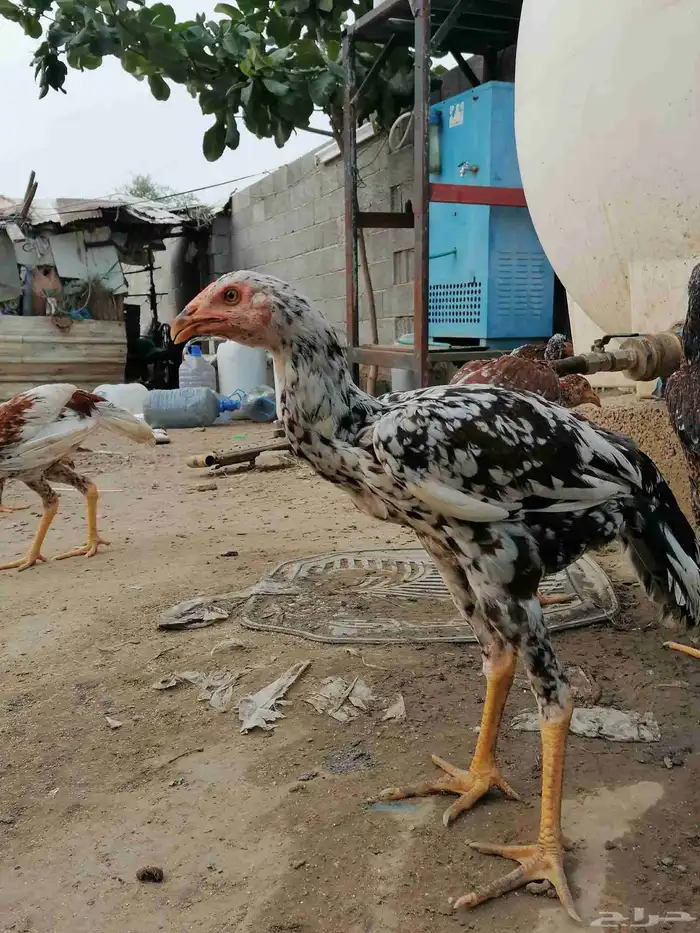 دجاج باكستاني سندي اصيل الطقم ب 200 ريال 7