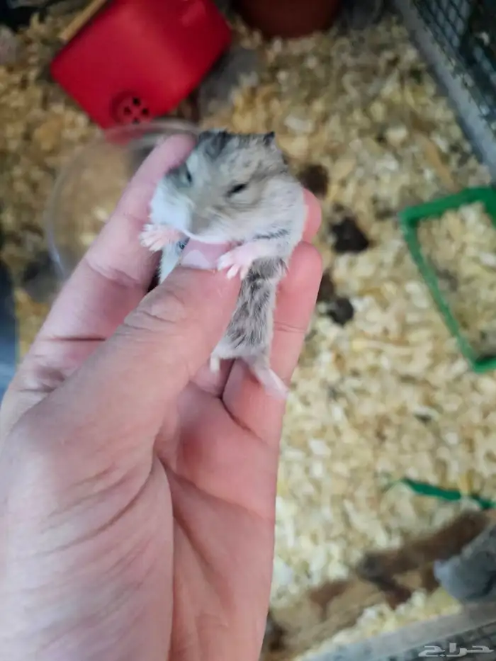 هامسترات روسي 1