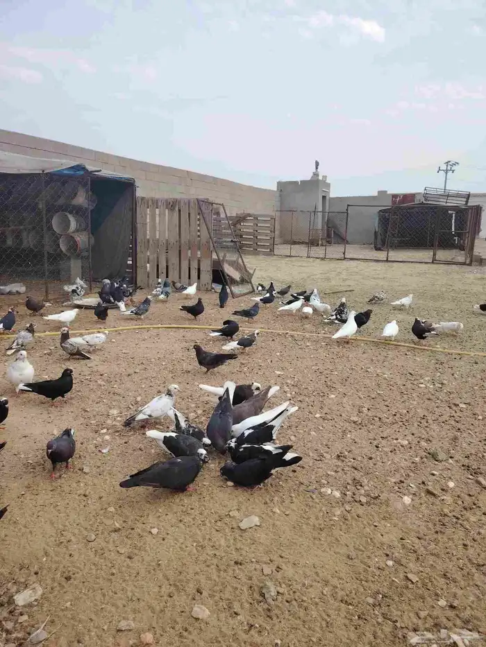حمام قطايف قلاب بالمجاردة 6