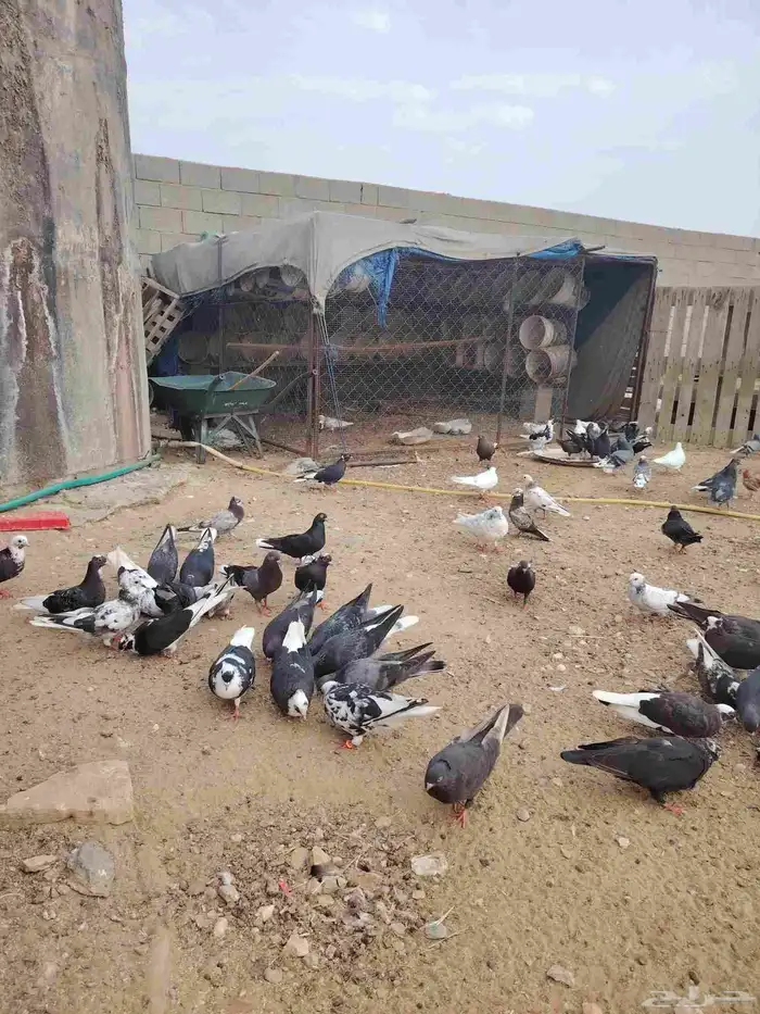 حمام قطايف قلاب بالمجاردة 5