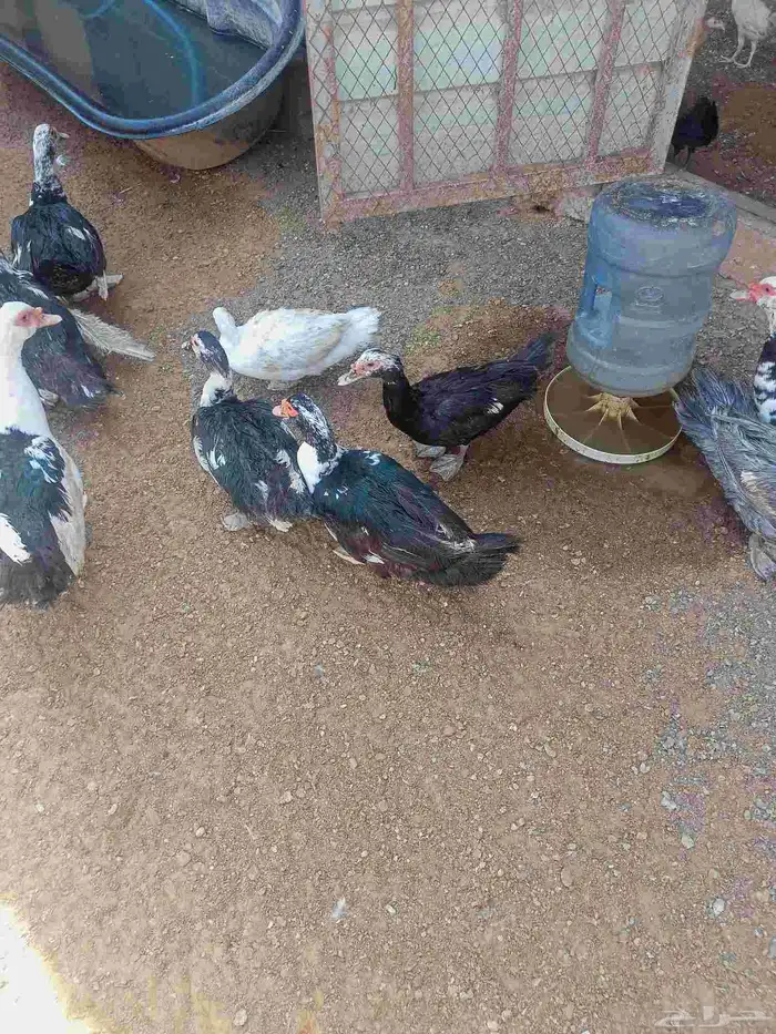 بط ش 2