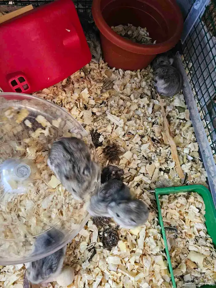 هامسترات روسي 5