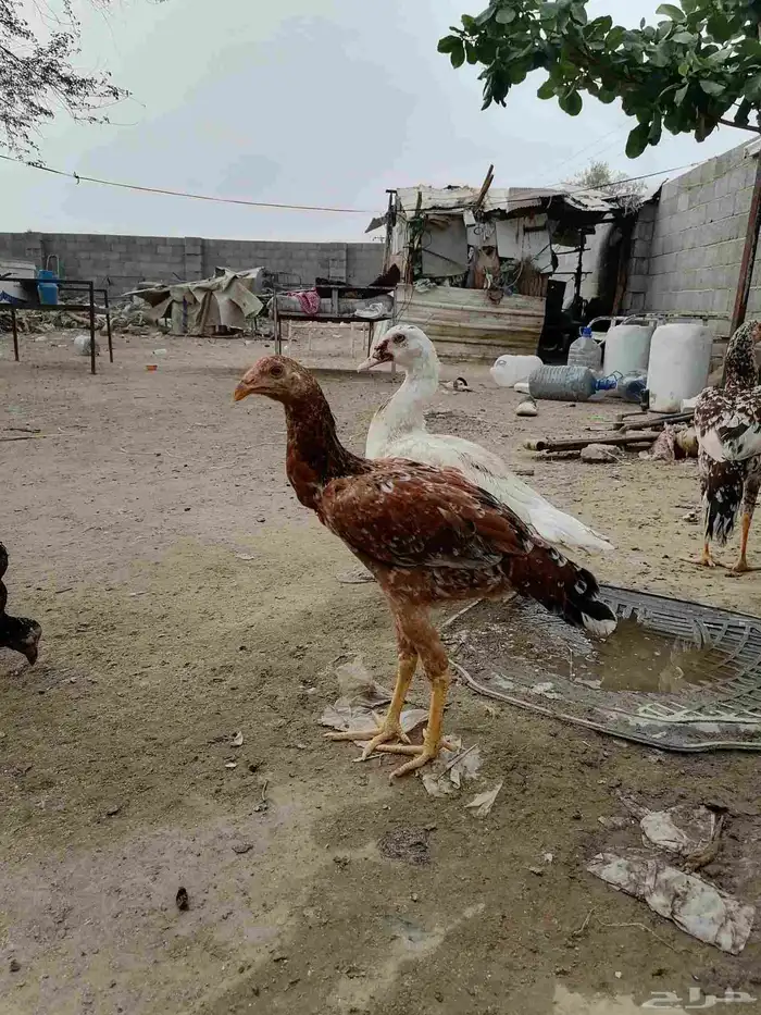 دجاج باكستاني سندي اصيل الطقم ب 200 ريال 3