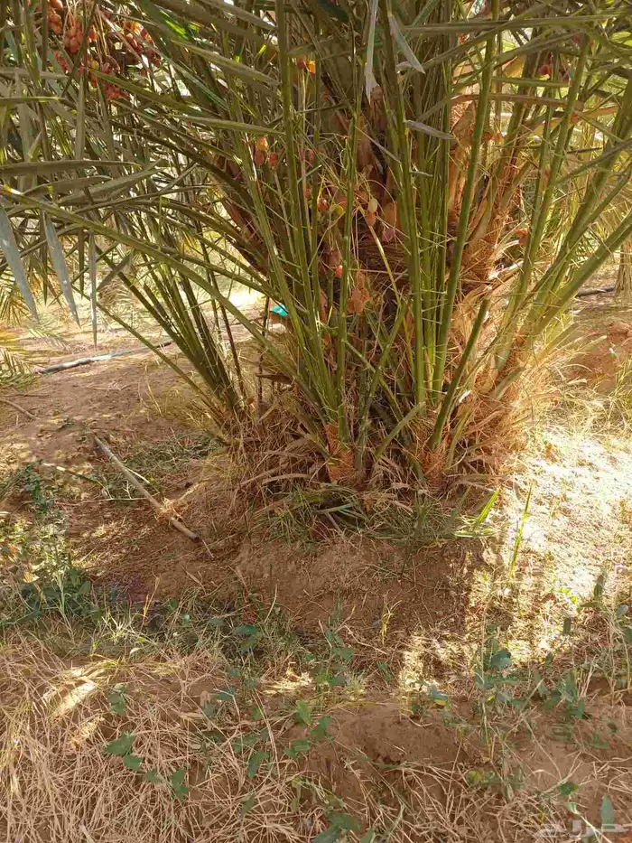 يوجد لدينا فسايل نخيل خلاص حساء 2