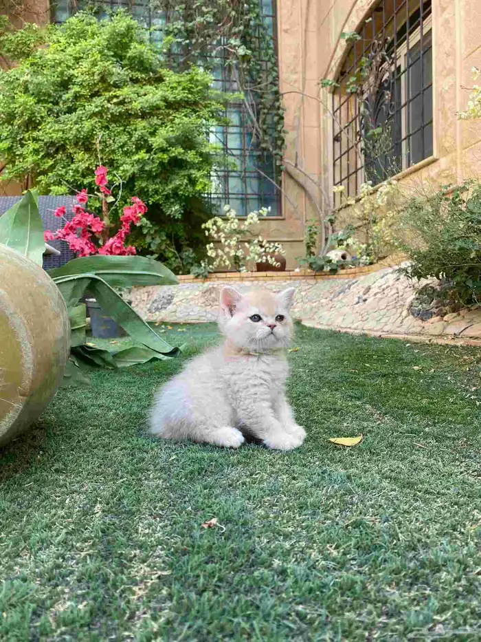 سكوتش فولد مطعمين الوان مميزة ونادرة للبيع ولايوجد تبني 3