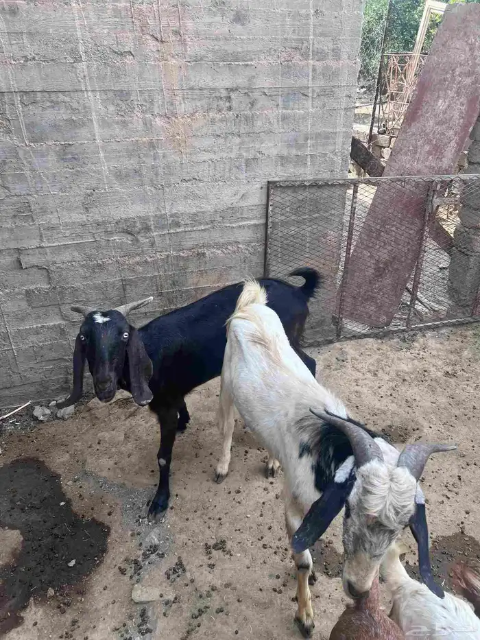 12 معزا للبيع 0