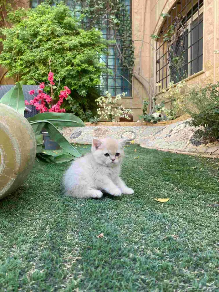 سكوتش فولد مطعمين الوان مميزة ونادرة للبيع ولايوجد تبني 14