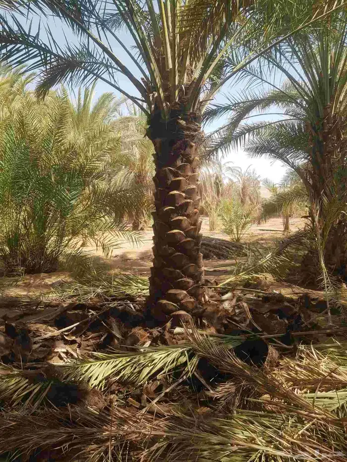 ابوحسين لجميع توريد وتركيب انوع نخيل وبناء حجر طبيعي وتراث 6