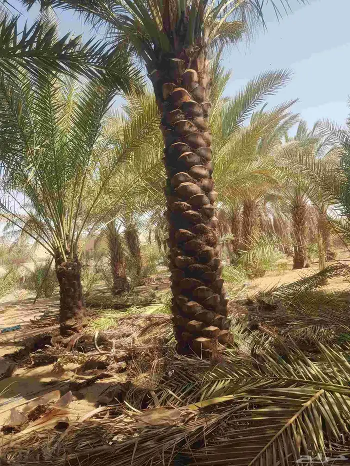 ابوحسين لجميع توريد وتركيب انوع نخيل وبناء حجر طبيعي وتراث 5