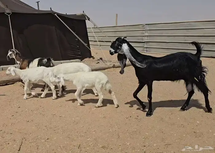 عنزين ويتبعها طليان 3