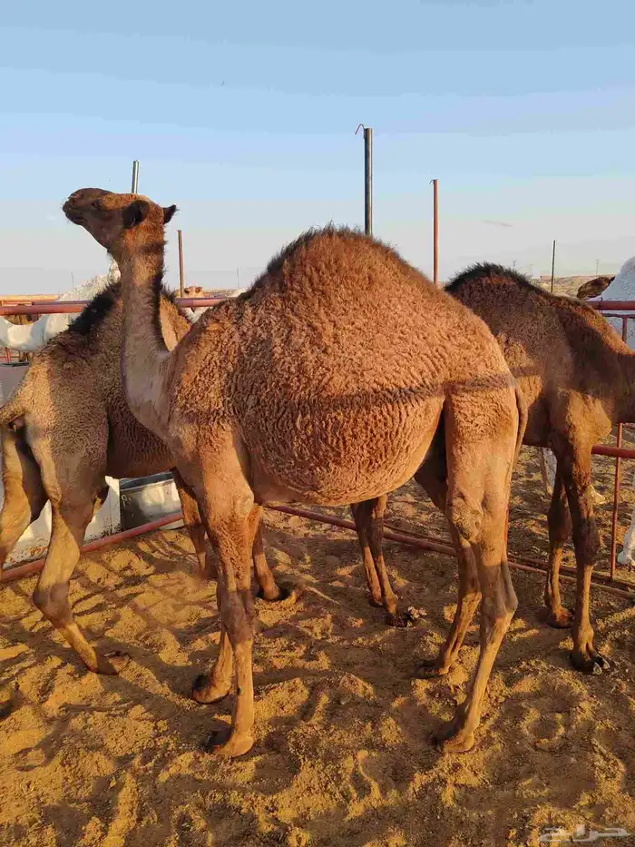 حشو قصب 2