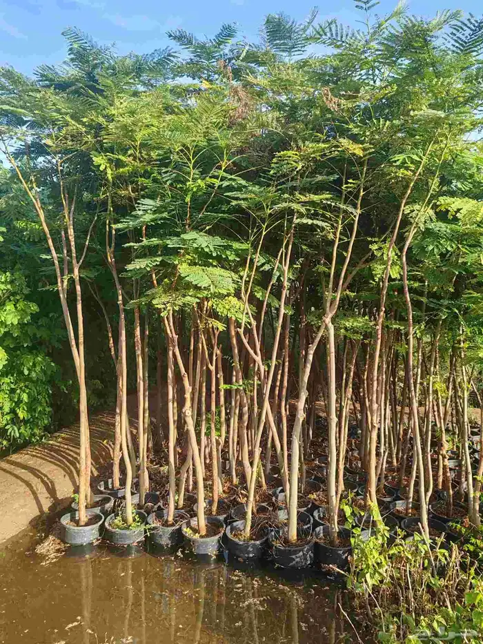 مشتل حسن قرني للزراعة الجموم با الجملة للزراعة 5