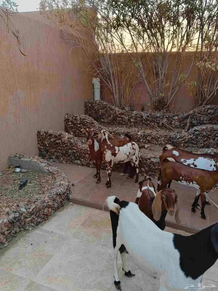 ثلاث ماعز خلفات دفيع 2