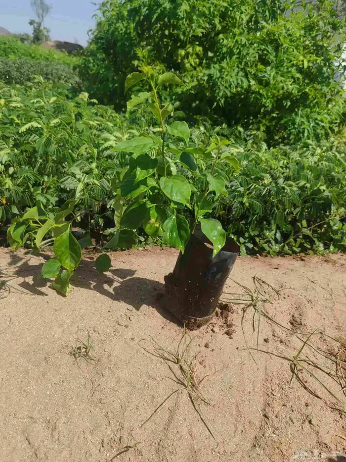 مشتل حسن قرني للزراعة الجموم با الجملة للزراعة 7