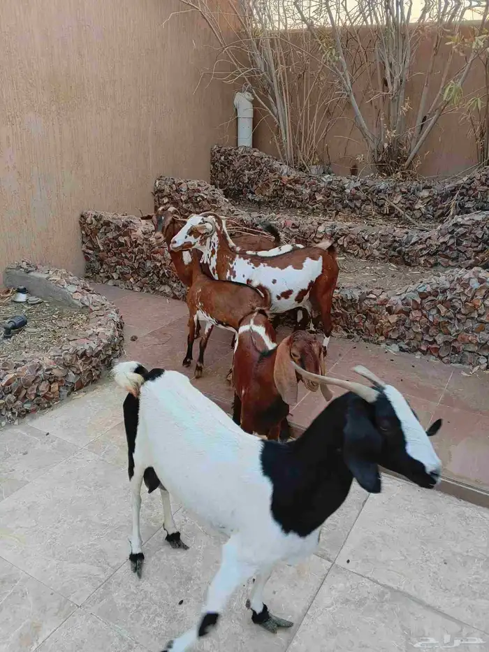 ثلاث ماعز خلفات دفيع 5