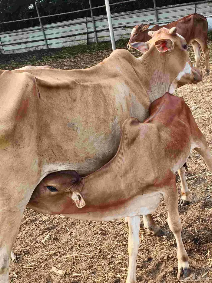 أعرض لكم بقر وخبيش وأولادها 0