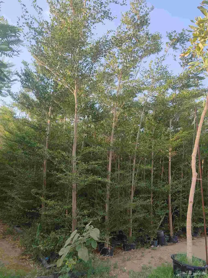 مشتل حسن قرني للزراعة الجموم با الجملة للزراعة 3