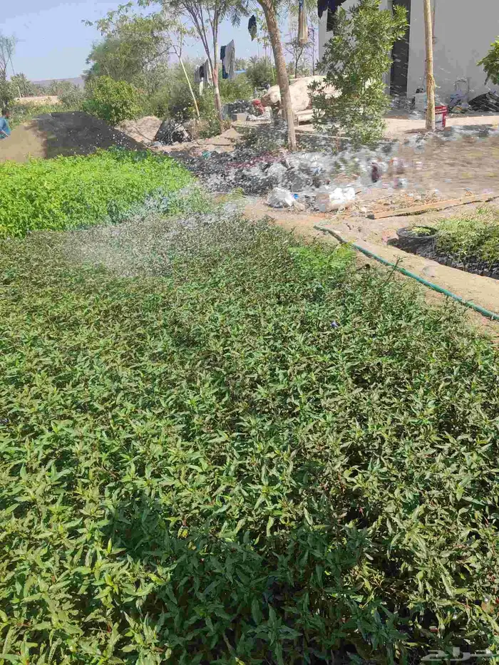 مشتل حسن قرني للزراعة الجموم با الجملة للزراعة 6