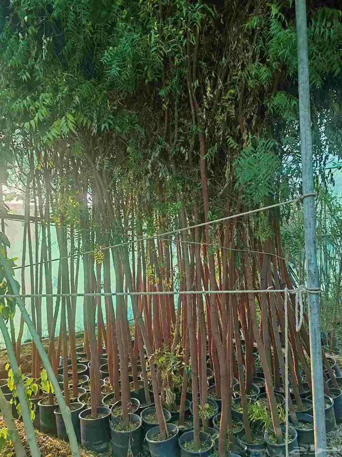 مشتل حسن قرني للزراعة الجموم با الجملة للزراعة 4