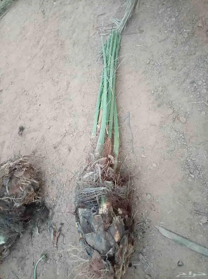 فسايل نخل للبيع بجميع نوايعه 1