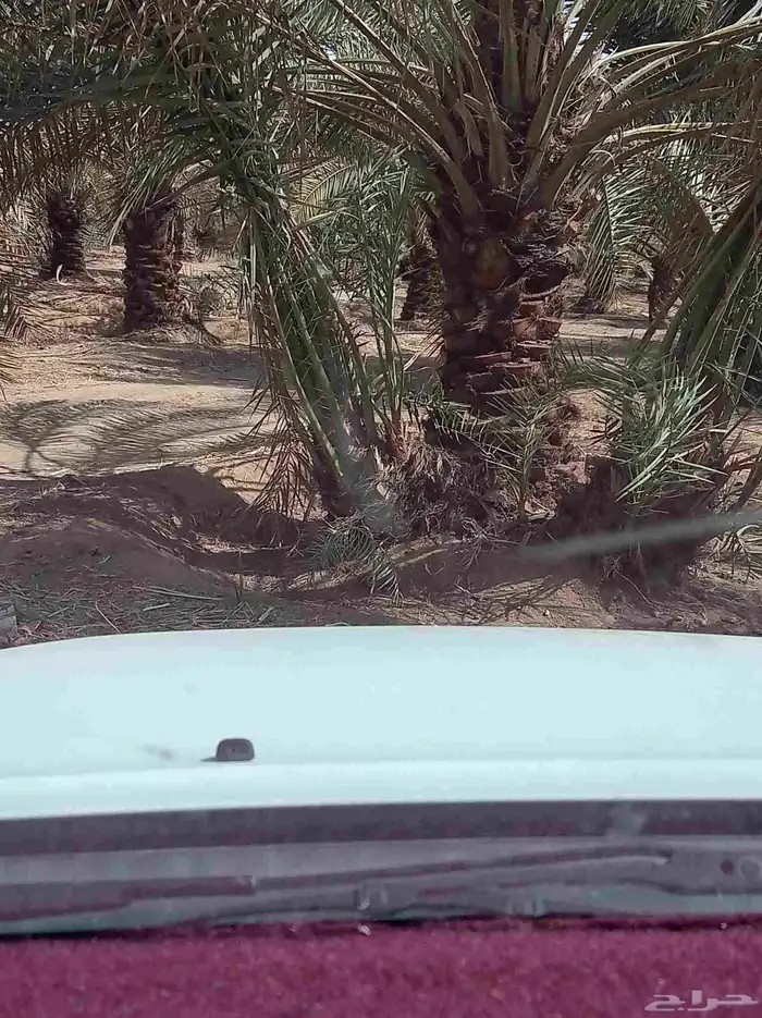 فسايل نخل للبيع بجميع نوايعه 6