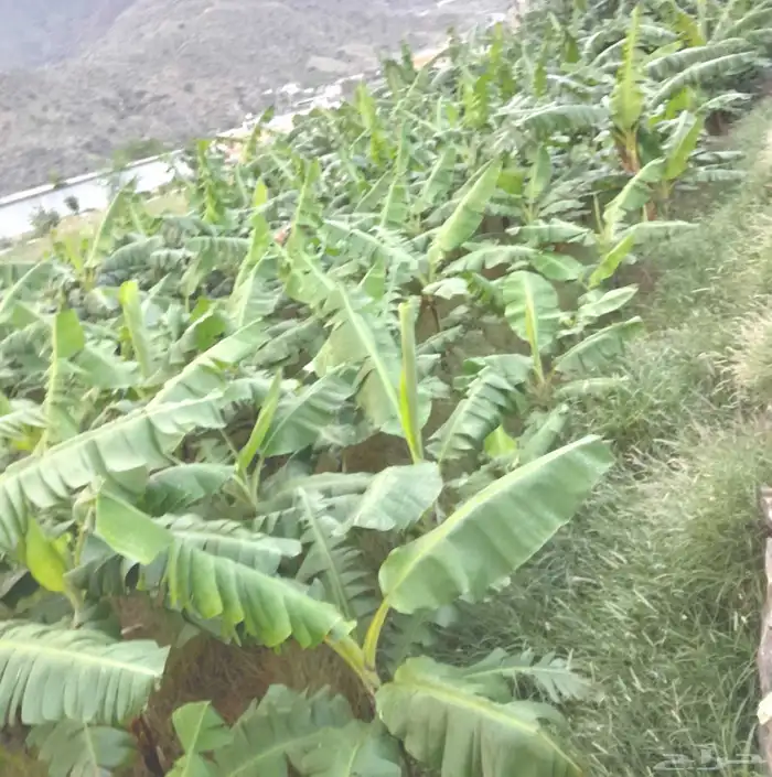 للبيع شتلات موز بلدي 0