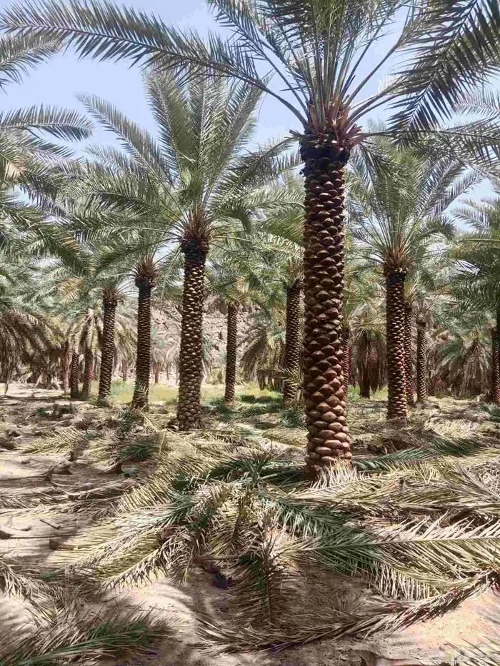 شجره الزيتون جميع المقسات ونخيل عربي 9