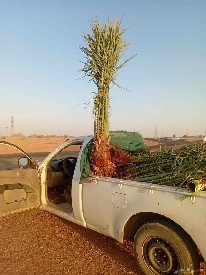 8 اخلاص 1 برحي للبيع موجود بحايل 0
