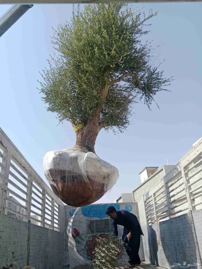 شجره الزيتون جميع المقسات ونخيل عربي 1