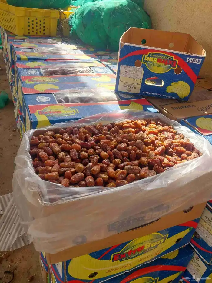 يوجد لدينا جميع انواع التمور خلاص حولي 800كرتون 1