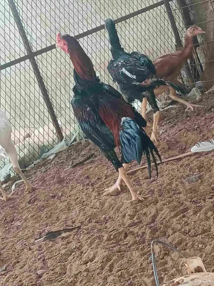 دجاج باكستاني للبيع 6