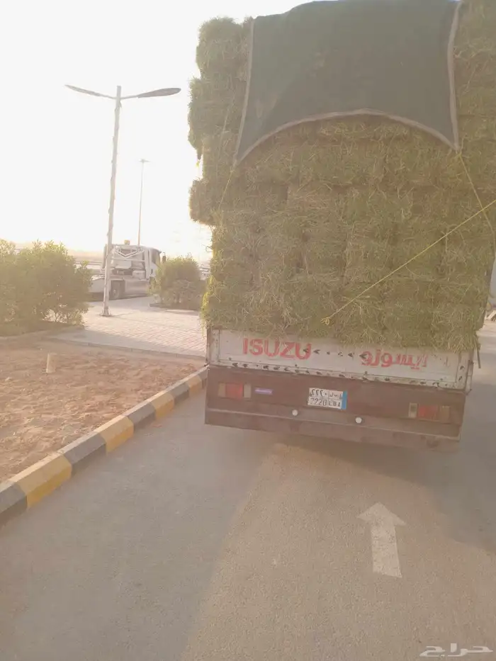 الرياض. برسيم. صافي. وطيب. مره. العدد. 240. حبه 0
