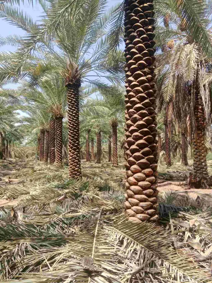 شجره الزيتون جميع المقسات ونخيل عربي 7