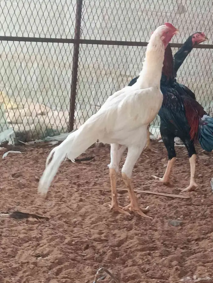 دجاج باكستاني للبيع 3