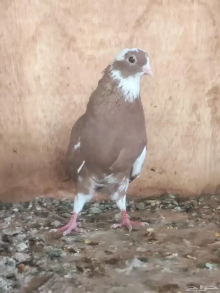 ذكر وانثى 0