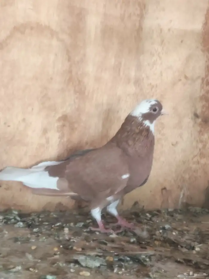 ذكر وانثى 1